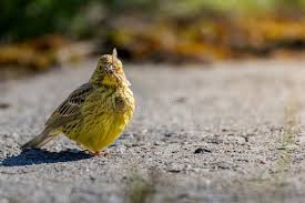 Attēlu rezultāti vaicājumam “Emberiza citrinella”