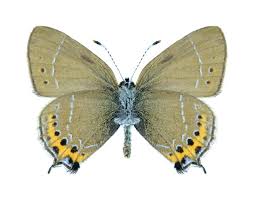 Attēlu rezultāti vaicājumam “Satyrium pruni”