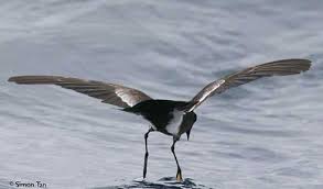 Image result for Oceanites oceanicus