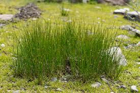 Attēlu rezultāti vaicājumam “Juncus filiformis”