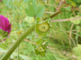 Attēlu rezultāti vaicājumam “Malva moschata bud”