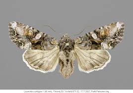 Attēlu rezultāti vaicājumam “Lacanobia contigua”