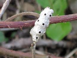 Attēlu rezultāti vaicājumam “Diastrophus rubi”