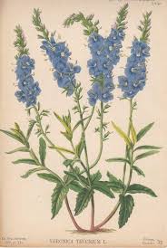Image result for Veronica teucrium