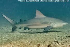 Image result for Carcharhinus leucas