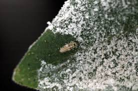 Attēlu rezultāti vaicājumam “Psyllobora vigintiduopunctata larva”