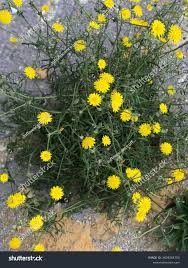 Attēlu rezultāti vaicājumam “Crepis tectorum”