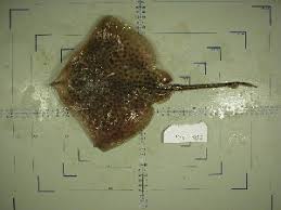 Image result for Raja polystigma