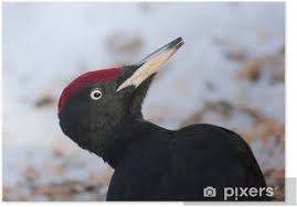 Attēlu rezultāti vaicājumam “Dryocopus martius”