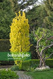 Attēlu rezultāti vaicājumam “Ulmus x hollandica”