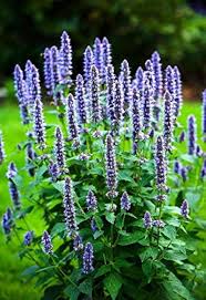 Image result for Ysop