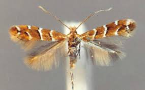 Attēlu rezultāti vaicājumam “Cameraria ohridella”