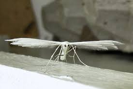 Attēlu rezultāti vaicājumam “Pterophorus pentadactyla”