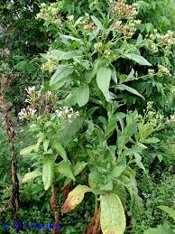 Attēlu rezultāti vaicājumam “Nicotiana tabacum fruit”