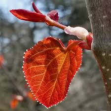 Attēlu rezultāti vaicājumam “Cercidiphyllum japonicum flower”