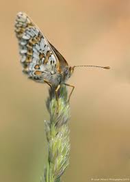 Attēlu rezultāti vaicājumam “Melitaea cinxia underside”