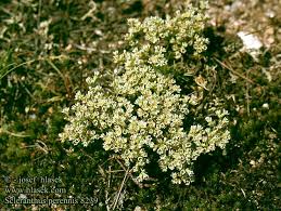 Attēlu rezultāti vaicājumam “Scleranthus perennis”