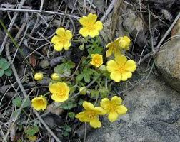 Attēlu rezultāti vaicājumam “Potentilla arenaria”