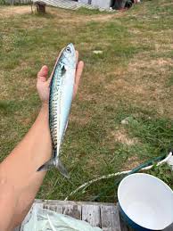 Image result for Prospect Angling Club