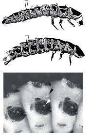 Attēlu rezultāti vaicājumam “Lampyris noctiluca larva”