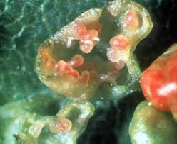 Attēlu rezultāti vaicājumam “Vasates quadripedes”