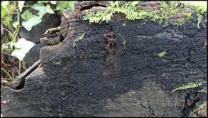 Attēlu rezultāti vaicājumam “Ruzenia spermoides”