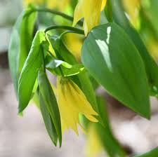 Attēlu rezultāti vaicājumam “Uvularia grandiflora”