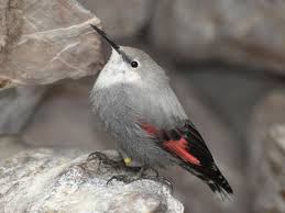 Image result for Tichodroma muraria