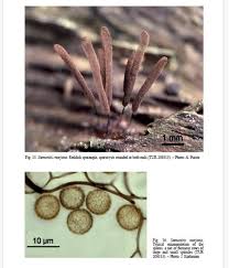 Attēlu rezultāti vaicājumam “Stemonitis marjana”