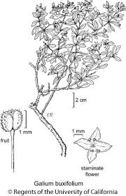 Attēlu rezultāti vaicājumam “Galium schultesii fruit”