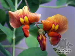 Image result for Colutea x media (arborescens x orientalis)