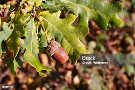 Attēlu rezultāti vaicājumam “Quercus robur fruit”