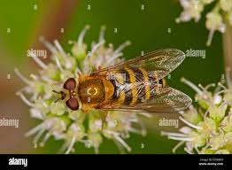 Attēlu rezultāti vaicājumam “Syrphus torvus”