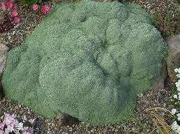 Attēlu rezultāti vaicājumam “Arenaria procera leaf”