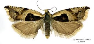 Attēlu rezultāti vaicājumam “Ancylis myrtillana”