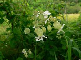 Image result for Silene vulgaris