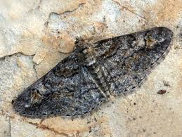 Attēlu rezultāti vaicājumam “Cleora cinctaria”