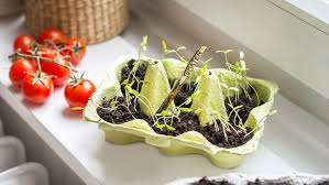 Bildergebnis für tomaten