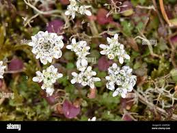 Attēlu rezultāti vaicājumam “Teesdalia nudicaulis”