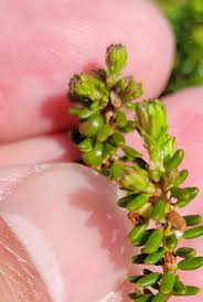 Attēlu rezultāti vaicājumam “Empetraceae”