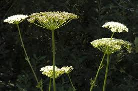 Attēlu rezultāti vaicājumam “Peucedanum palustre leaf”