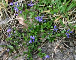 Attēlu rezultāti vaicājumam “Polygala vulgaris”
