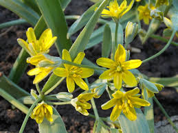 Attēlu rezultāti vaicājumam “Gagea lutea leaf”