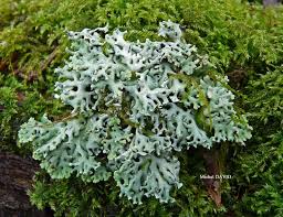 Attēlu rezultāti vaicājumam “Hypogymnia physodes”