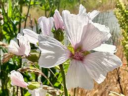 Attēlu rezultāti vaicājumam “Malva moschata bud”