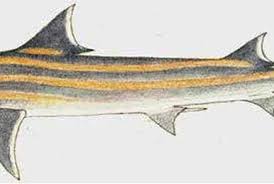 Image result for Paragaleus pectoralis