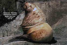 Image result for Eumetopias jubatus