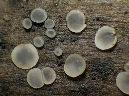 Attēlu rezultāti vaicājumam “Mollisia cinerea”