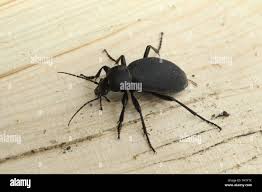 Attēlu rezultāti vaicājumam “Blaps mortisaga”