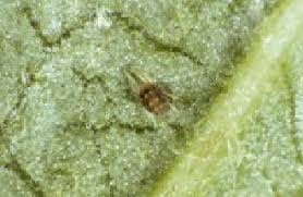 Attēlu rezultāti vaicājumam “Panonychus”